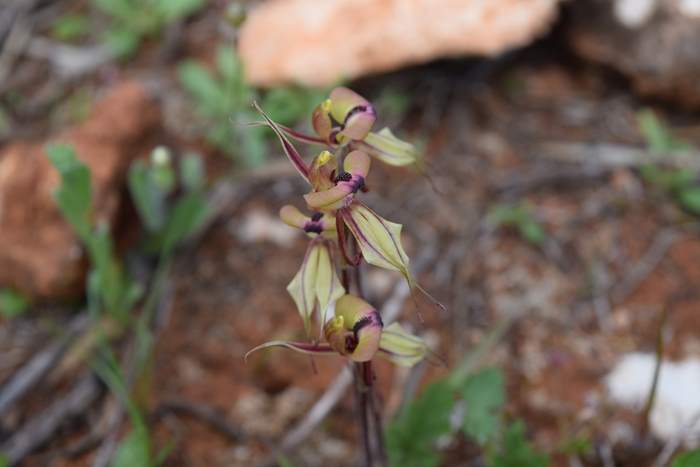 Caladenia cristata - Crested Spider Orchid-Sep-2018p0006.JPG